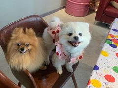 -百好乐宠物友好餐厅(朝外大街店)