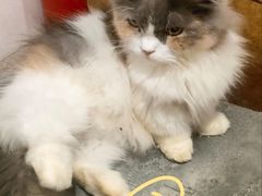 -楼上猫咖(罗湖店)