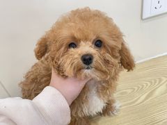 -芭比堂动物医院·24小时·眼科中心(深圳中心)