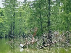 -池杉湖湿地公园