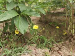 -咸阳湖景区-古渡公园