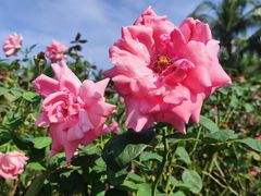 -亚龙湾国际玫瑰谷