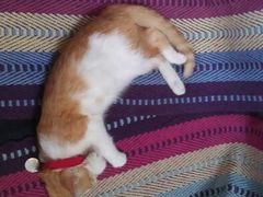 android_upload_pic-Sirena海妖日咖夜酒