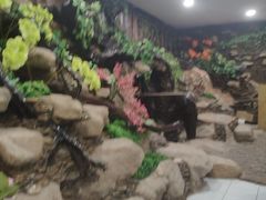 -绿光森林餐厅