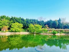 -嘉定紫藤园