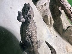 -上海大自然野生昆虫馆(东方明珠·爬宠昆虫探索中心)