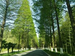 -黄海国家森林公园