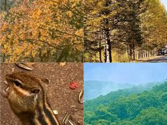 -五营红松林海景区