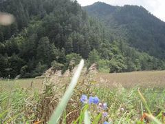 -九寨沟-树正沟