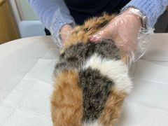 -中农大我爱我爱动物医院·核磁CT·猫病·24小时夜诊中心(石佛营店)
