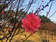 -广东花都湖国家湿地公园