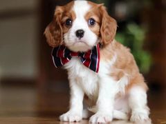 -萌宠之家·腊肠犬·马尔泰·小体犬舍