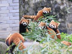 -都江堰中华大熊猫苑