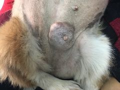 -瑞派福兴宠物医院犬猫全科·骨科·中西医结合(河东店)