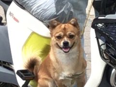 -九号电动车(安定门内大街店)