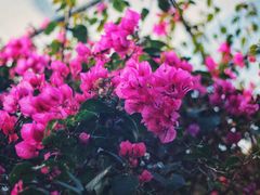 -呀路古热带植物园