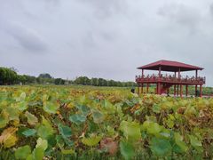 -嘉北郊野公园