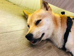 -浣熊柯尔鸭土拨鼠·电玩咖