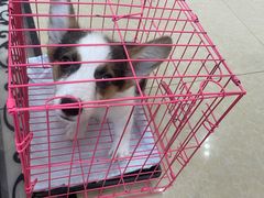 -宠颐生汉谟拉比宠物医院