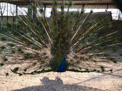 -静之湖湖畔餐厅