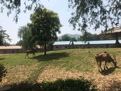 -石家庄市动物园