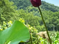 -鹿亭中村