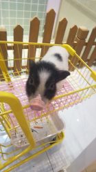 -Moni星球萌宠·小马宝莉·灵蛇·高端高阶全萌宠互动体验俱乐部(红豆国际广场店)