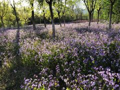 -苏家坨柳林村二月兰花海