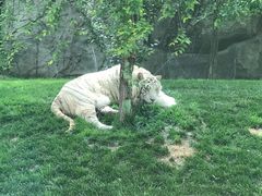-北京野生动物园
