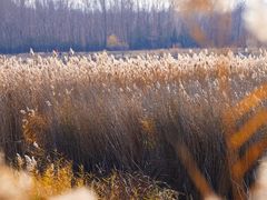 -野鸭湖国家湿地公园