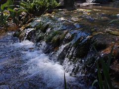 -东莞植物园