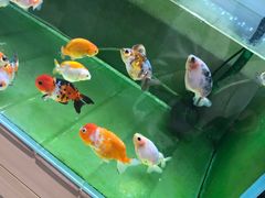 -甜心闲生传统手工冰粉(奎星楼店)