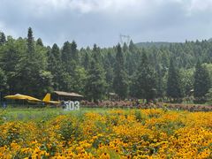 -武陵山森林公园