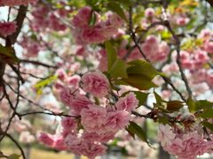 -济南国际园博园