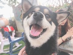 -柴犬高等学院·狗咖·柴犬售卖·宠物训练