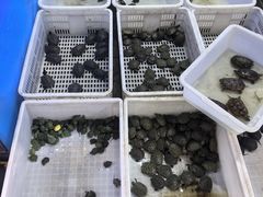 -青石桥花鸟鱼虫市场(叠翠城店)