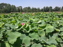 -三圣花乡旅游区