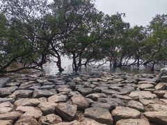 -宝安西湾红树林湿地公园