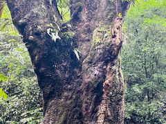 -莫里热带雨林景区