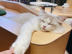 -瞄一喵猫咖(格力海岸店)