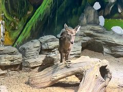 -绿色星球动物主题公园