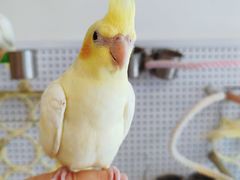 -吉丁鸟咖·异宠·寄养