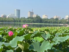 -莲花池公园