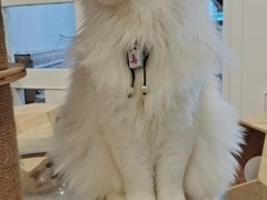 -楼上猫咖(罗湖店)