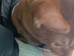 -瑞派伍一宠物医院·眼科·骨科·猫科转诊中心(马王堆院)