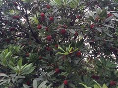 -西山樟坞健康果园枇杷杨梅采摘