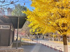 -长白岛森林公园