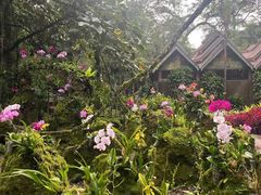 -莫里热带雨林景区