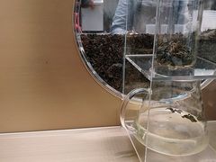 -喜茶(永旺梦乐城店)