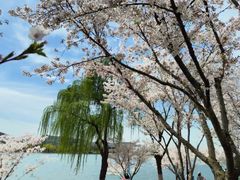 -羊山湖公园